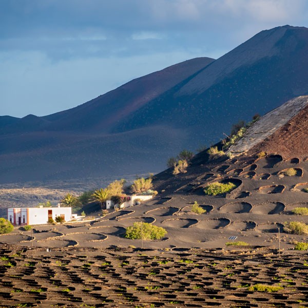 lanzarote-la-geria-volcano vineyard la geria in lanzarote volcano